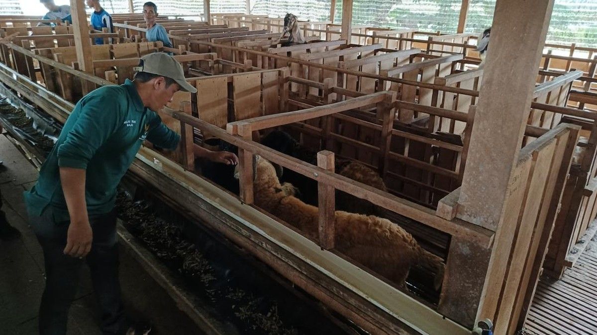 BAZNAS Lampung Tengah Berdayakan Peternak Melalui Program Kurban Berkah