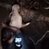 Petugas Damkar Evakuasi Sapi Limosin dari Parit di Cileungsi