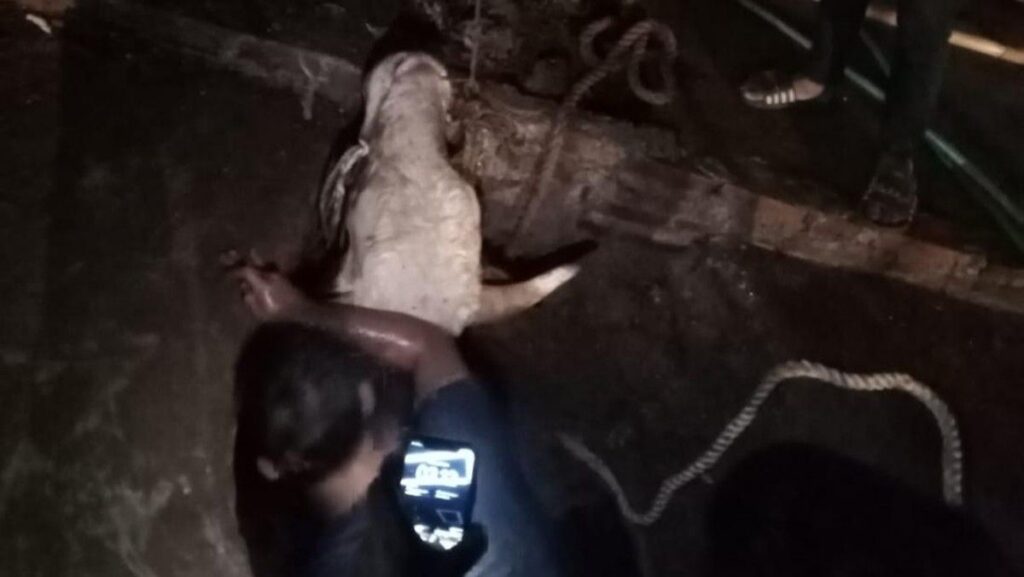 Petugas Damkar Evakuasi Sapi Limosin dari Parit di Cileungsi