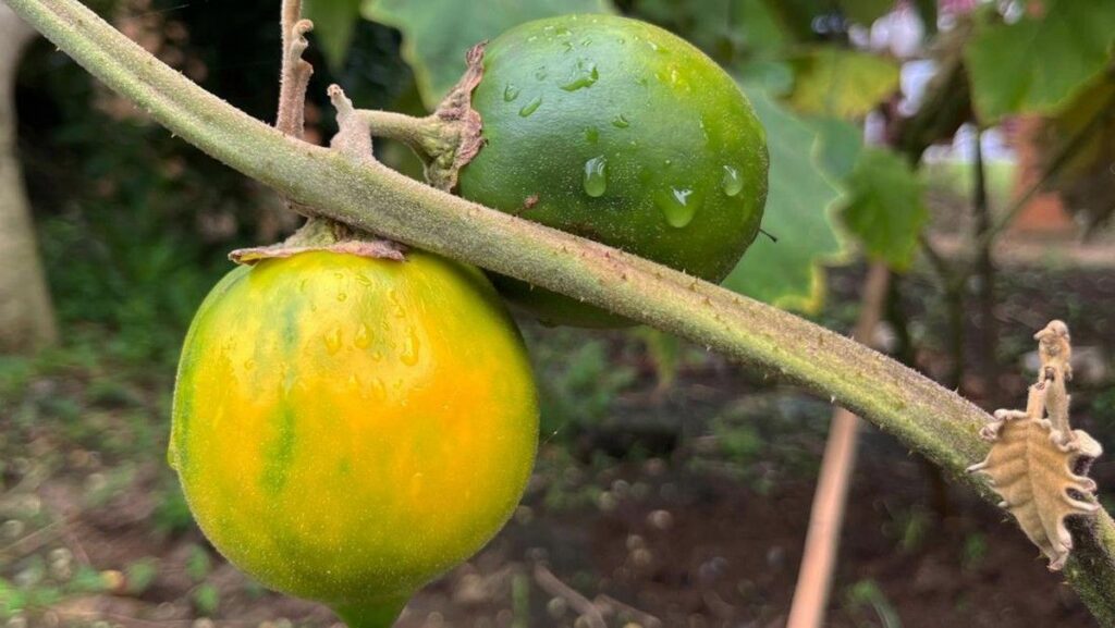 BRIN Temukan Solanum kalimantanense Spesies Terong Berduri Baru di Kalimantan