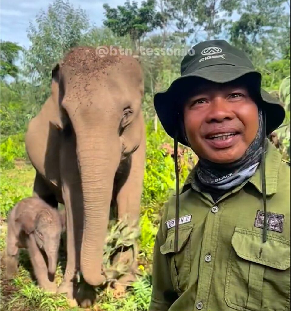 Gajah Sumatera Lahir di Taman Nasional Tesso Nilo Riau