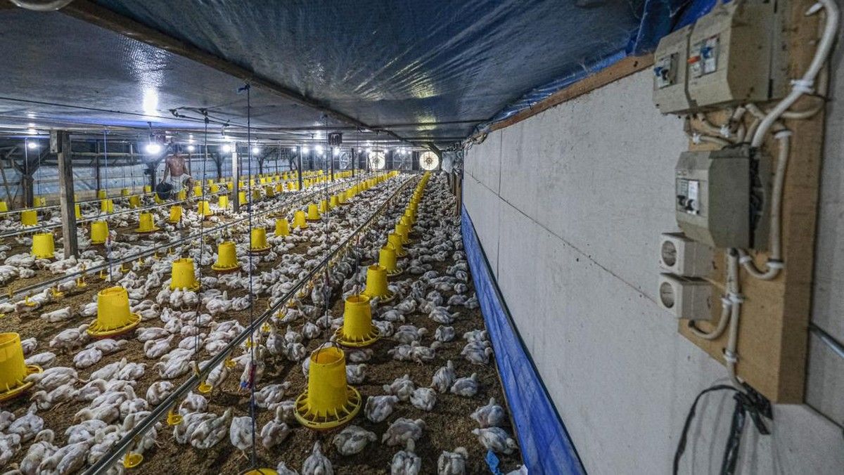 Permindo Ungkap Harga Ayam Hidup Peternak Merosot Tajam