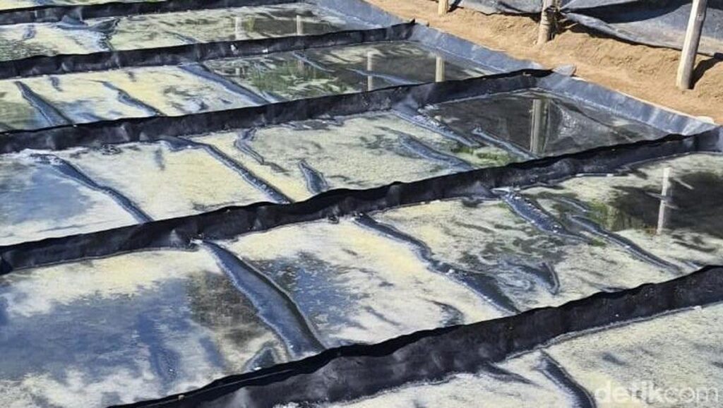 Petani Buleleng Pertahankan Produksi Garam Palungan Tradisional di Desa Les
