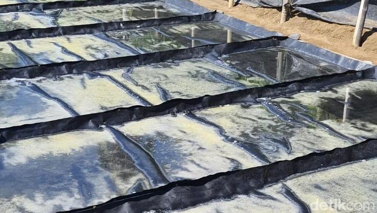 Petani Buleleng Pertahankan Produksi Garam Palungan Tradisional di Desa Les