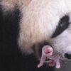 Panda Ai Bao Lahirkan Anak Keempat di Korea Selatan
