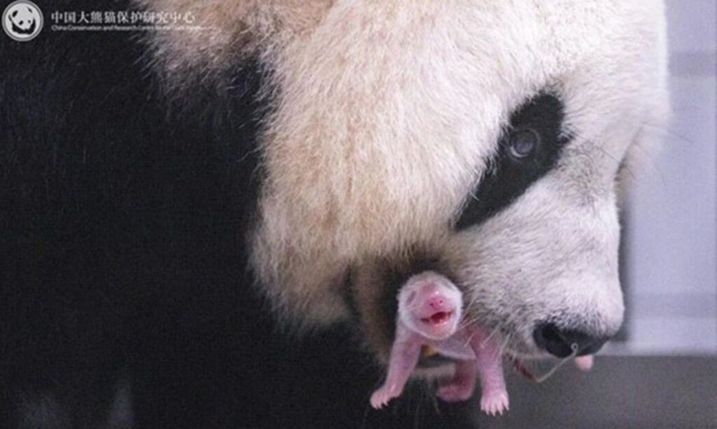 Panda Ai Bao Lahirkan Anak Keempat di Korea Selatan