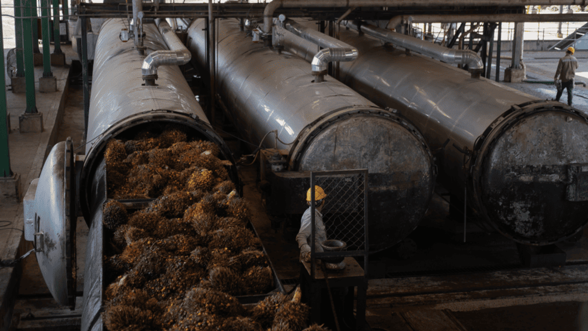 Apkasindo Soroti Anomali Harga CPO Jelang Mandatori Biodiesel B50
