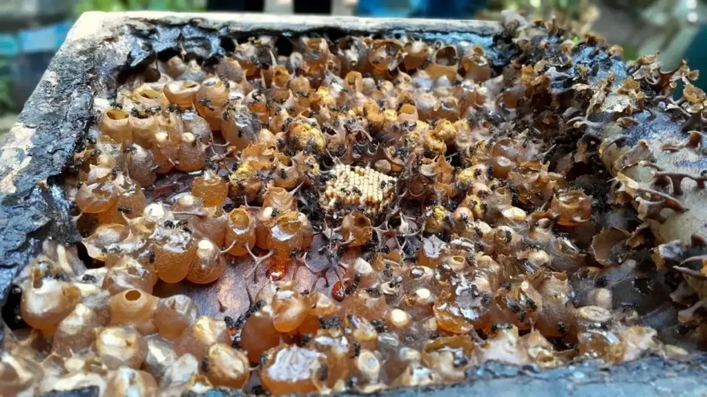 BRIN Identifikasi Bakteri Probiotik Alami dari Madu Lebah Tanpa Sengat
