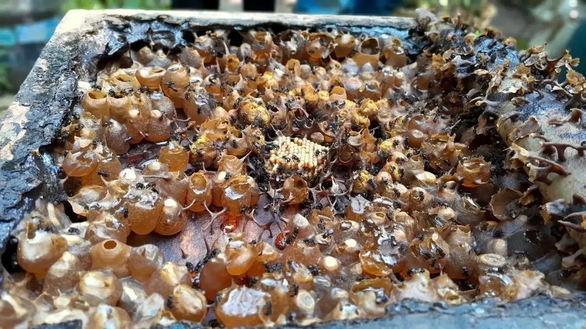 BRIN Identifikasi Bakteri Probiotik Alami dari Madu Lebah Tanpa Sengat