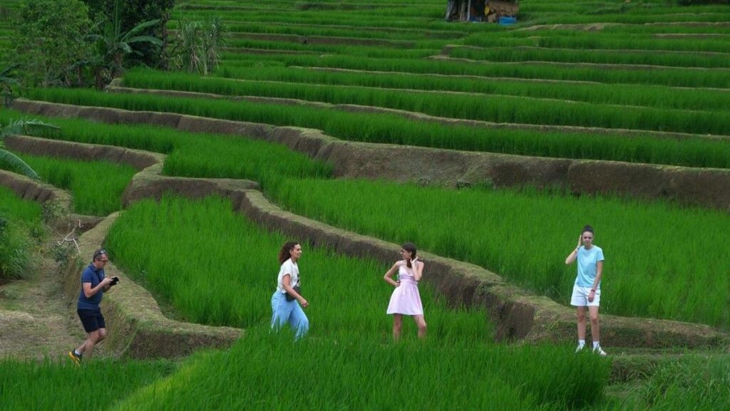 Konflik Timur Tengah Mengubah Dominasi Kunjungan Wisatawan di Jatiluwih Bali