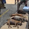 Polres Bogor Amankan Ratusan Anjing Pemburu Pasca Bocah Tewas di Jasinga