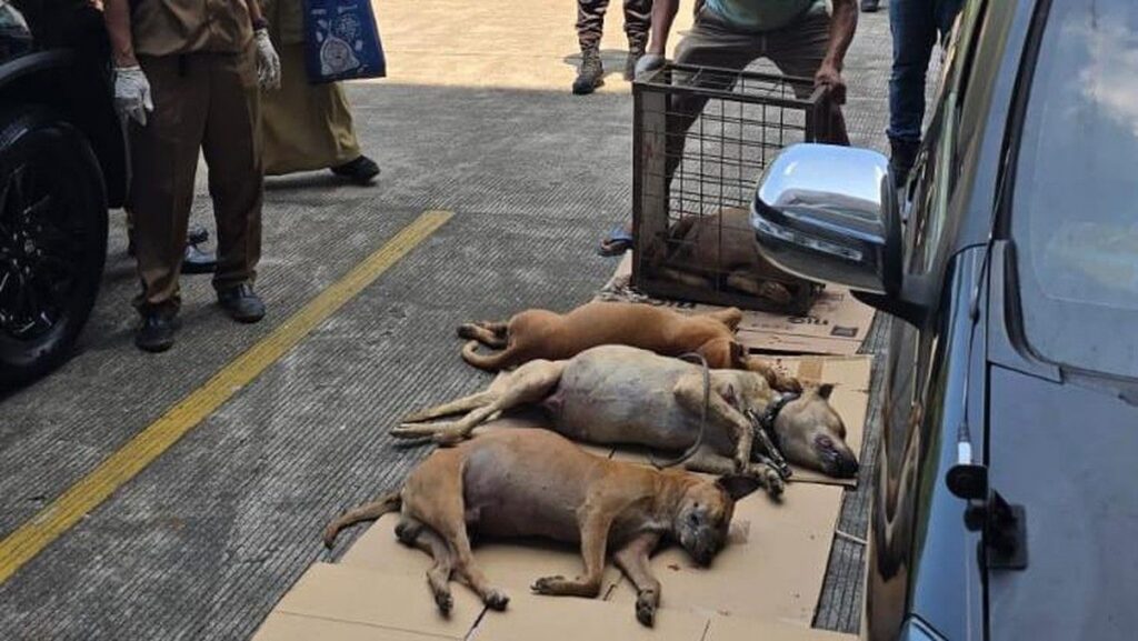 Polres Bogor Amankan Ratusan Anjing Pemburu Pasca Bocah Tewas di Jasinga