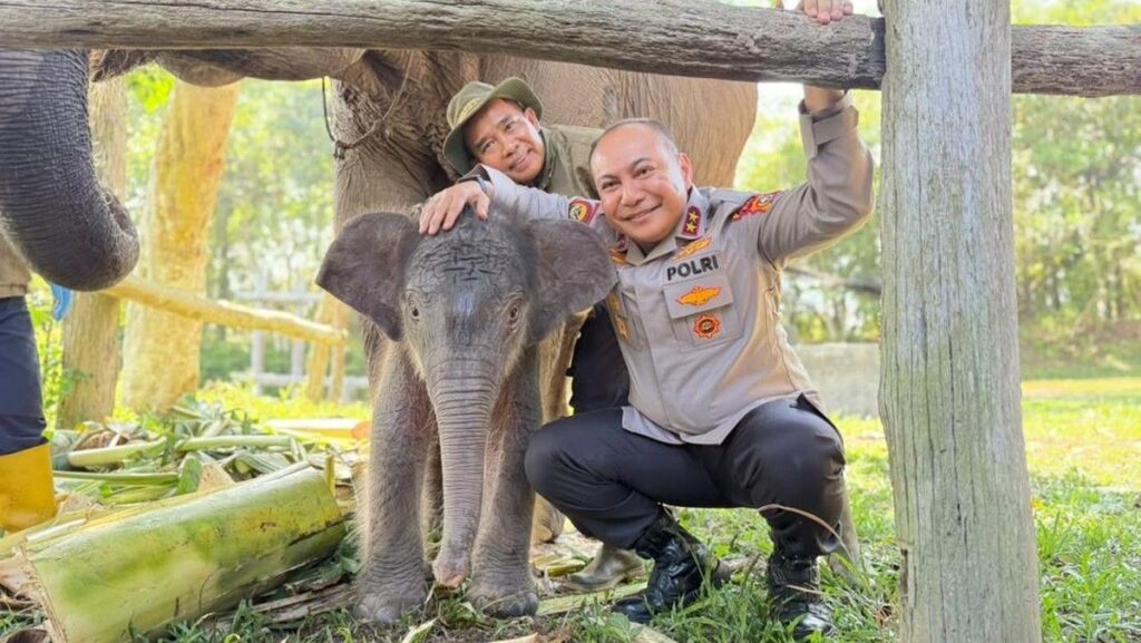 Kelahiran Anak Gajah Sumatera di Tesso Nilo Bawa Harapan Baru
