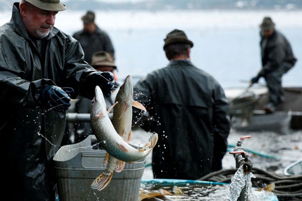 Pemerintah Australia Dorong Pemancing Konsumsi Ikan Mas Guna Kendalikan Hama