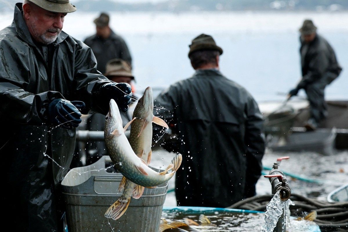 Pemerintah Australia Dorong Pemancing Konsumsi Ikan Mas Guna Kendalikan Hama