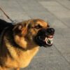 Polres Bogor Tetapkan Pemilik Anjing Pemburu Babi Sebagai Tersangka