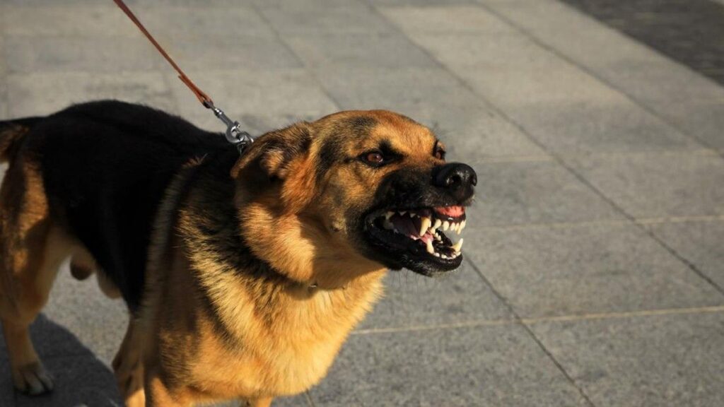 Polres Bogor Tetapkan Pemilik Anjing Pemburu Babi Sebagai Tersangka