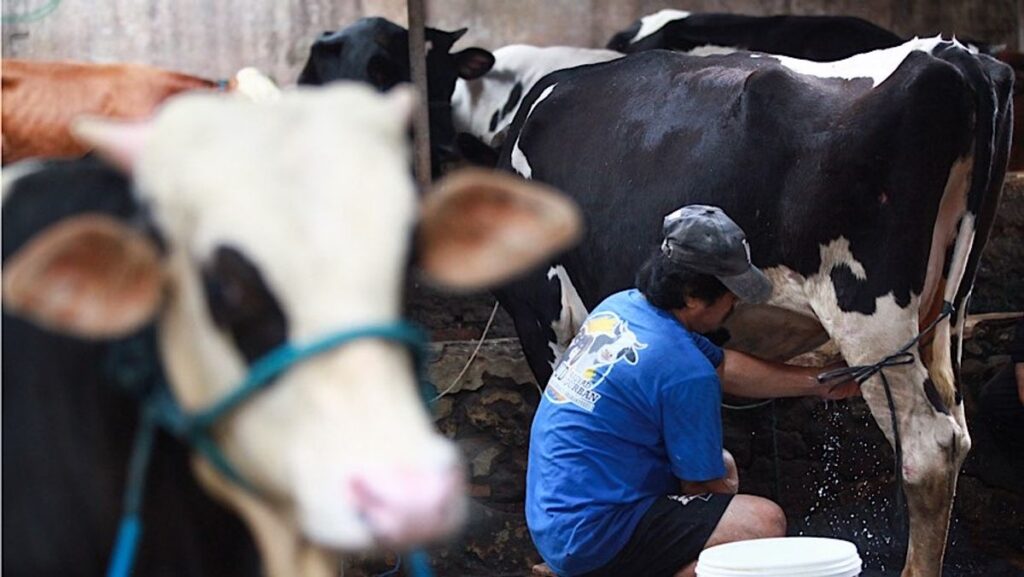 Pelemahan Rupiah Menghambat Impor Sapi Perah Nasional