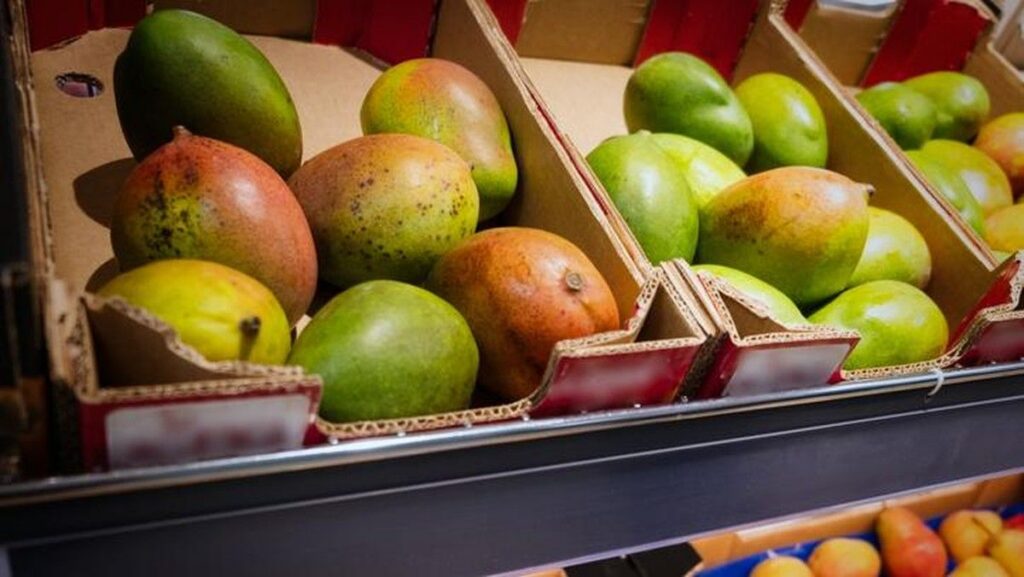Suhu Ideal Menyimpan Mangga Terungkap Agar Awet Segar Lebih Lama