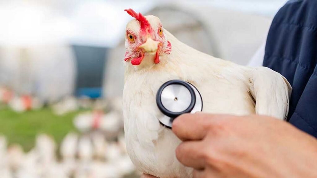 Flu Burung Menyebar ke Wilayah Australia Selatan