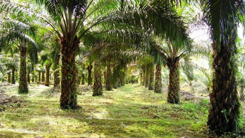 GAPKI Dorong Transformasi Teknologi Hadapi Tantangan Industri Sawit
