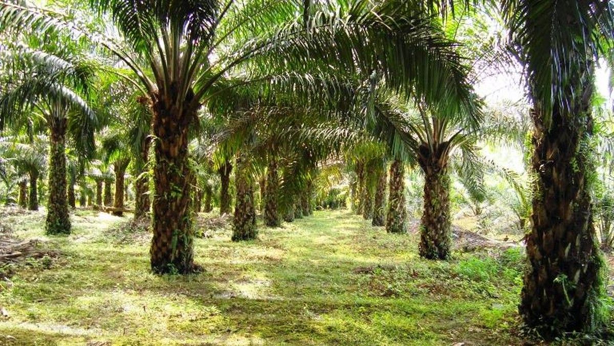 GAPKI Dorong Transformasi Teknologi Hadapi Tantangan Industri Sawit
