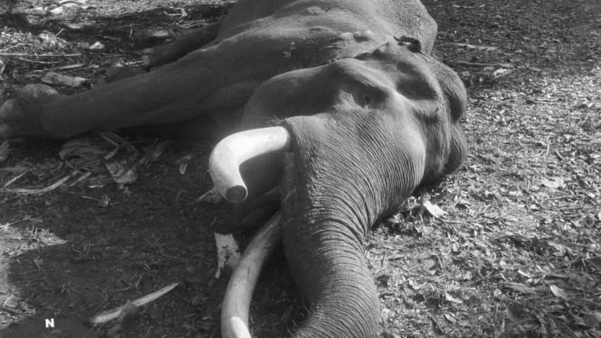 Gajah Sumatra Indro Mati di Taman Nasional Tesso Nilo