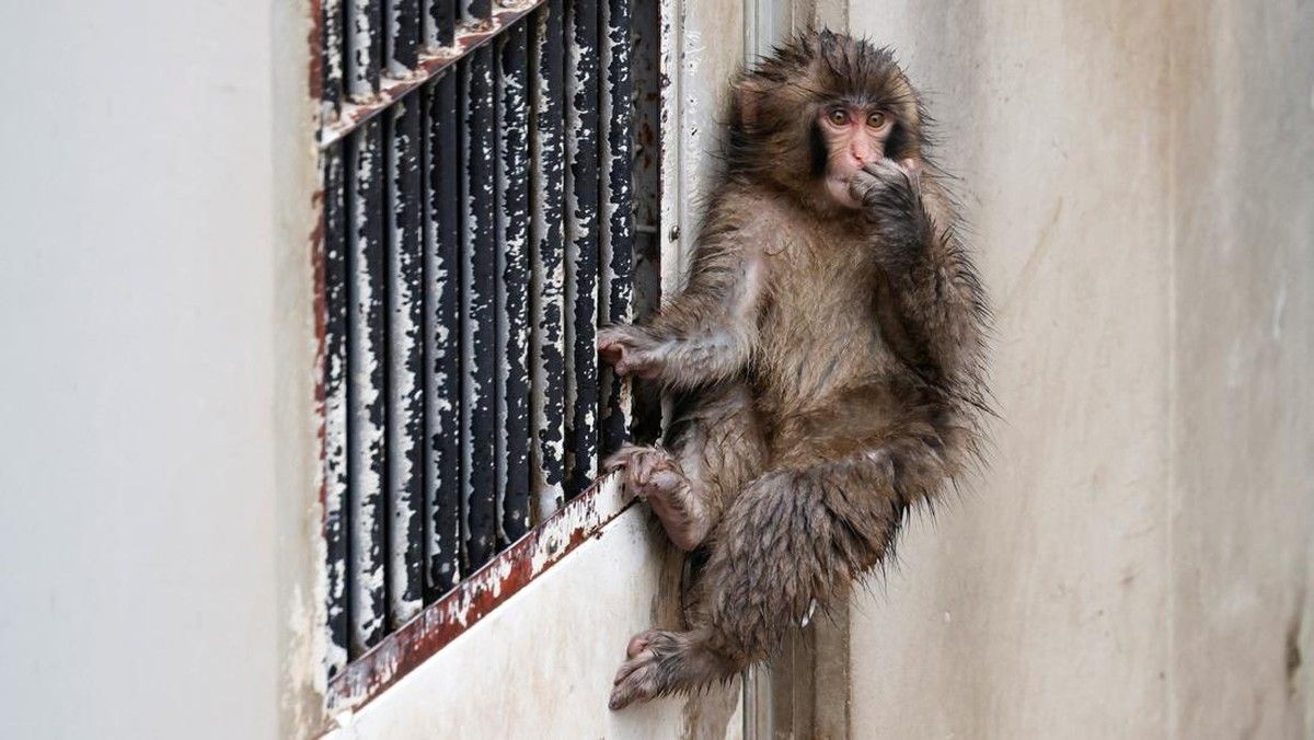 Kebun Binatang Jepang Pasang AC untuk Selamatkan Bayi Monyet Viral dari Cuaca Ekstrem