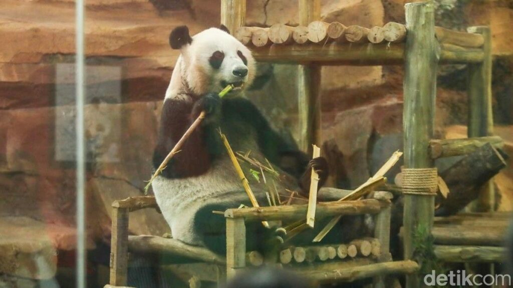 Taman Safari Indonesia Kenalkan Anak Giant Panda Rio ke Publik