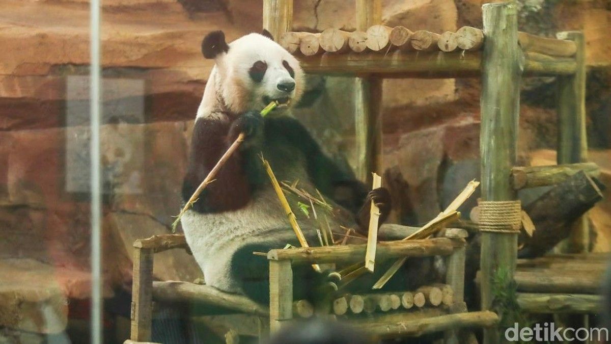 Taman Safari Indonesia Kenalkan Anak Giant Panda Rio ke Publik