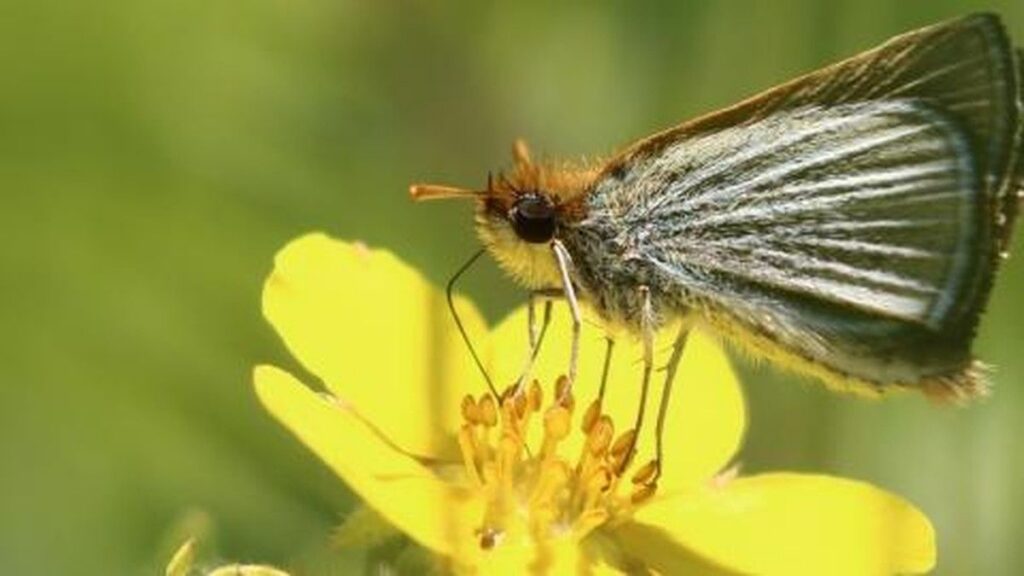 Minnesota Zoo Lepasliarkan Kupu-Kupu Langka Poweshiek Skipperling