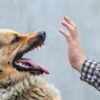 Polisi Selidiki Bocah Tewas Digigit Anjing Pemburu di Bogor