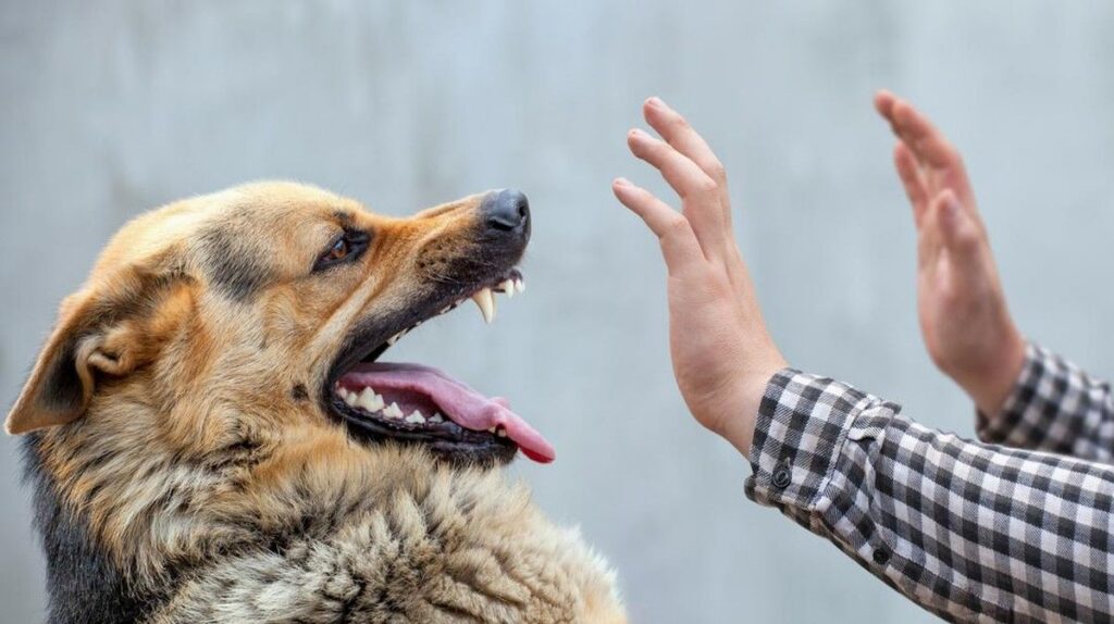 Polisi Selidiki Bocah Tewas Digigit Anjing Pemburu di Bogor