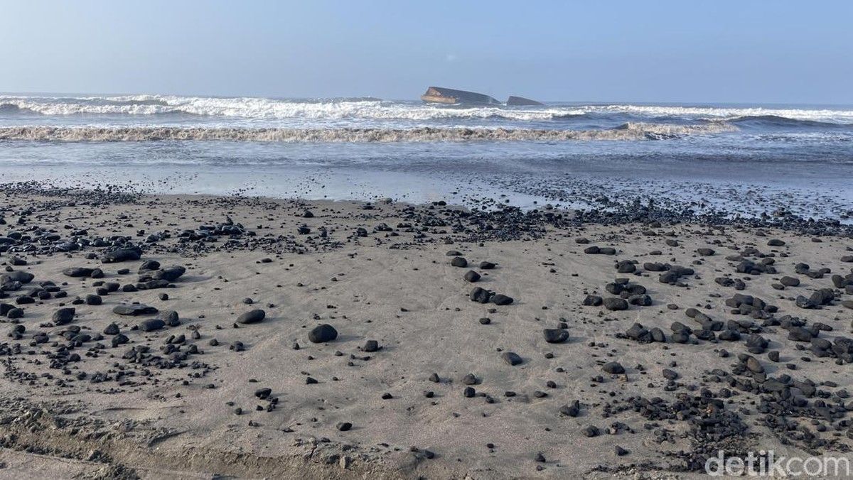 Tumpahan Batu Bara di Pantai Batuhiu Mengancam Konservasi Penyu