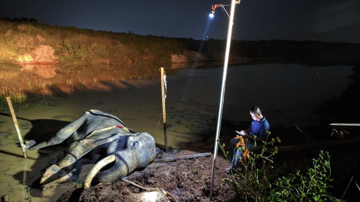 Gajah Sumatra Bernama Indra Mati di Taman Nasional Way Kambas