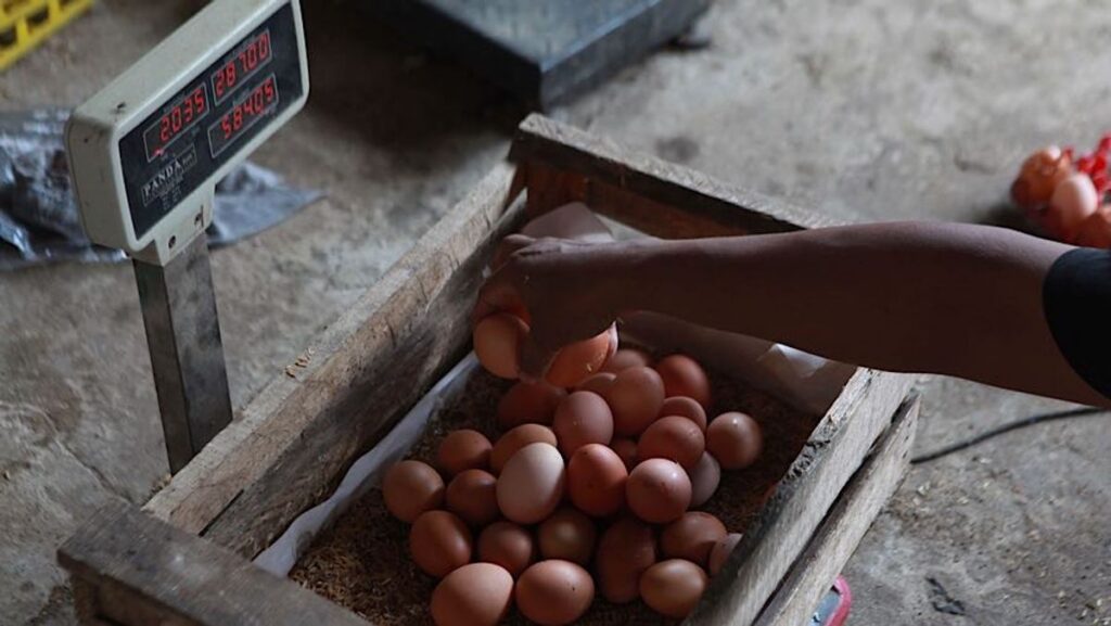 Bapanas Usul Telur dan Daging Ayam Masuk Bantuan Pangan