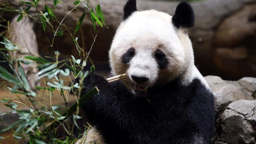 Kota Wisata Shirahama Jepang Cari Daya Tarik Baru Pascapemulangan Panda