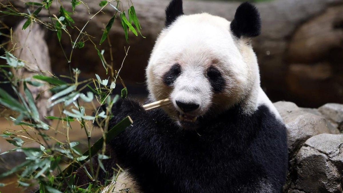 Kota Wisata Shirahama Jepang Cari Daya Tarik Baru Pascapemulangan Panda