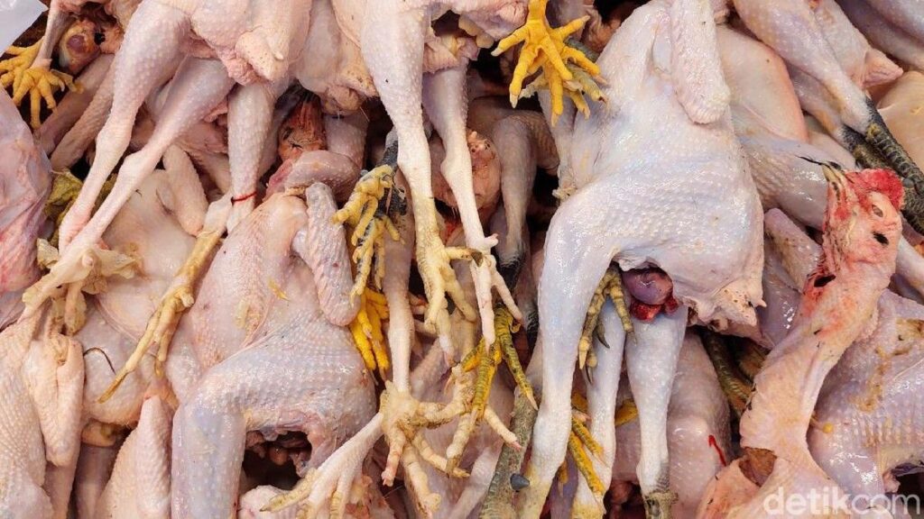 Kementerian Pertanian Dorong Pelaku Usaha Serap Ayam Hidup Peternak