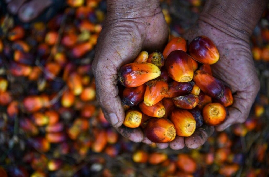 Apkasindo Sebut Kebijakan Kelapa Sawit Nasional Rugikan Petani