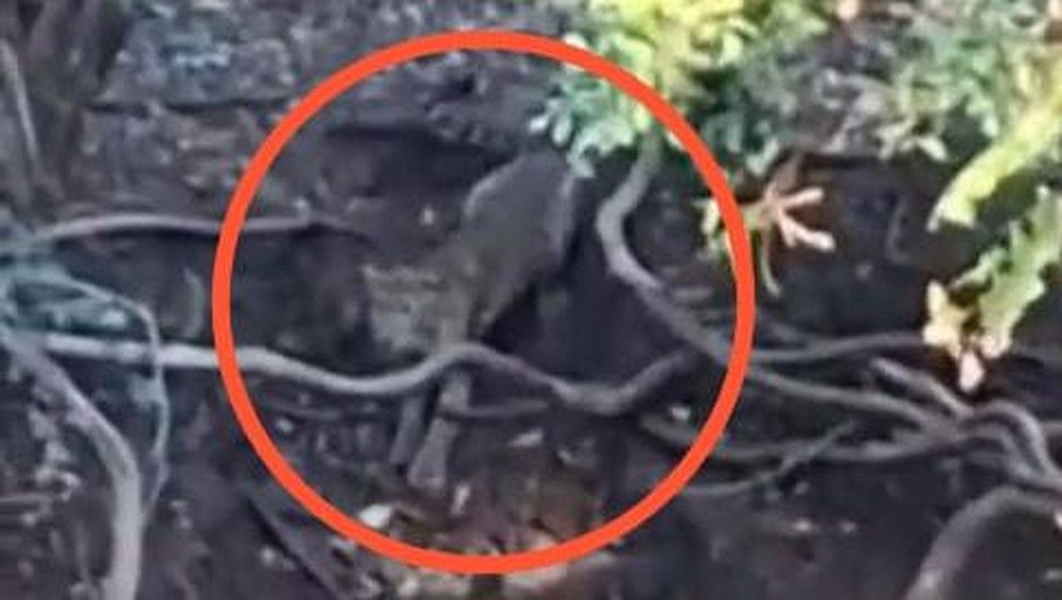 Fotografer Klarifikasi Video Viral Macan di Cangar Ternyata Berlokasi di Baluran