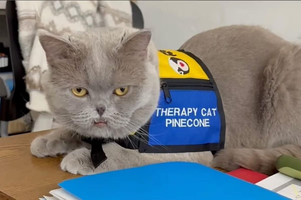 Kucing Terapi Pinecone Bantu Siswa Sekolah Fokus Belajar Seni