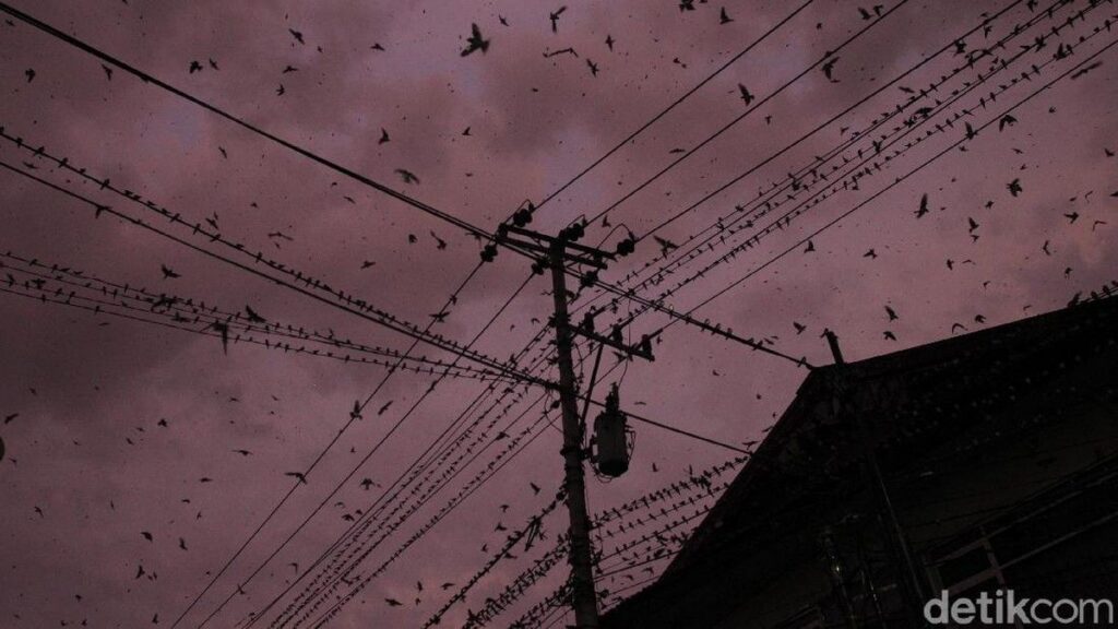Burung Layang-layang Mampu Terbang 10 Bulan Tanpa Henti