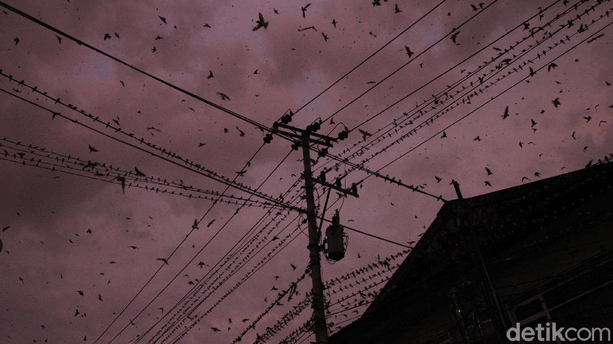 Burung Layang-layang Mampu Terbang 10 Bulan Tanpa Henti
