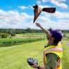 Australia Kembangkan RoBird untuk Atasi Hama Burung di Sektor Pertanian