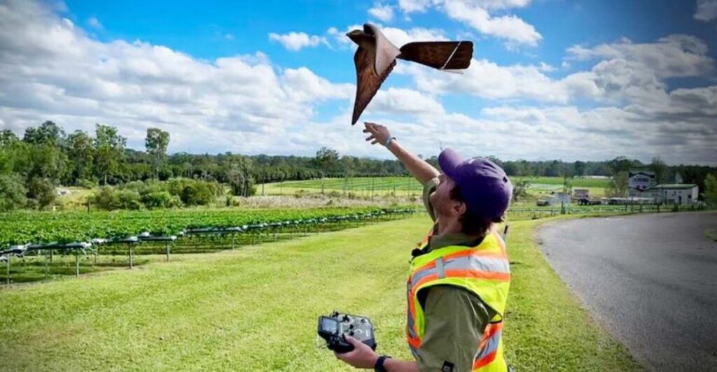 Australia Kembangkan RoBird untuk Atasi Hama Burung di Sektor Pertanian