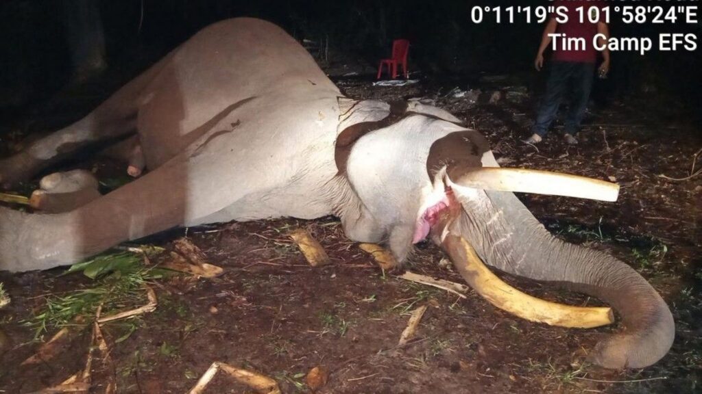 Gajah Sumatera Indro Mati di Taman Nasional Tesso Nilo