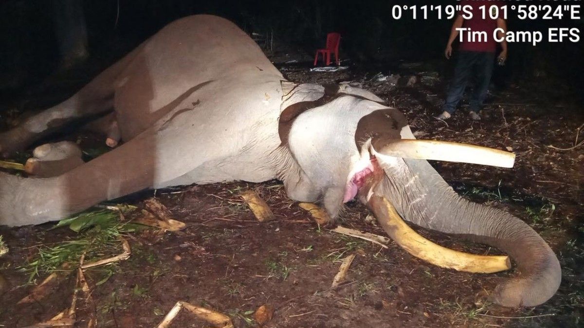Gajah Sumatera Indro Mati di Taman Nasional Tesso Nilo