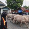 Keraton Solo Lepas Lima Kebo Bule Jelang Kirab 1 Suro