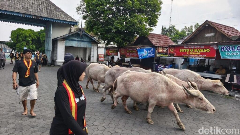 Keraton Solo Lepas Lima Kebo Bule Jelang Kirab 1 Suro